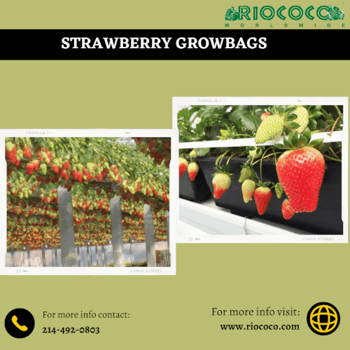 Strawberry growbags.gif