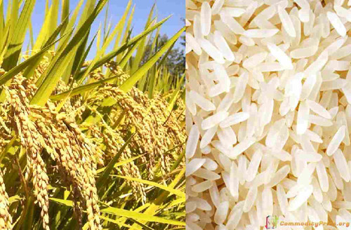 The 20% export duty on rice bran has been lifted by the government Commodityprice.org.jpg
