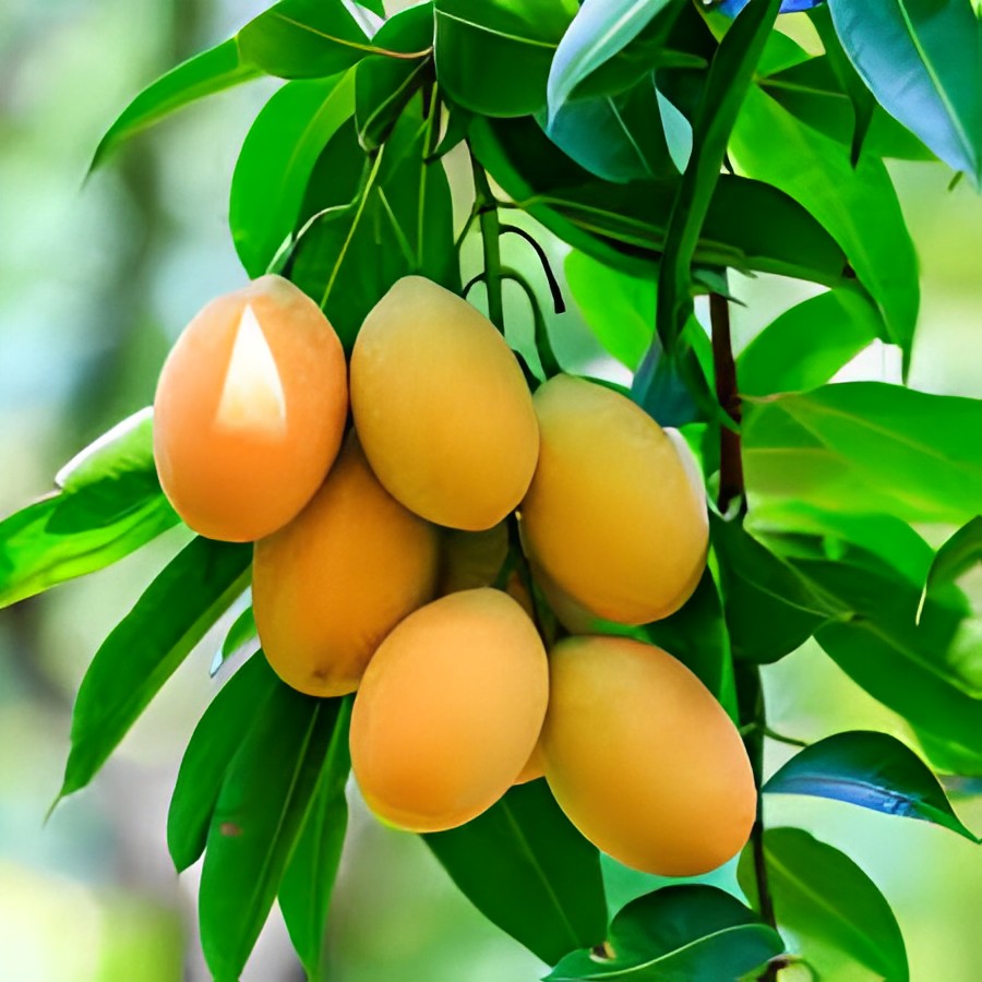 fruit plants