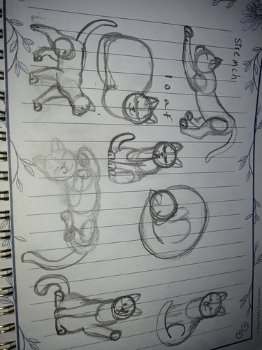 cat pose practises.jpg
