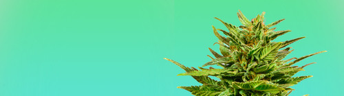 Marijuana Seeds For Sale Alaska.jpg