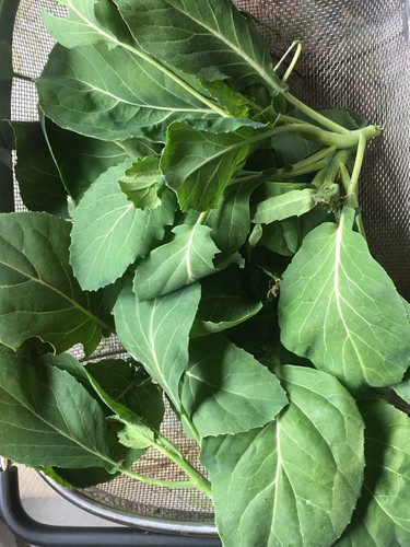 Chinese Kale.jpg