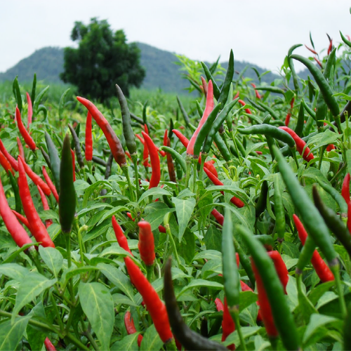 Hot chilli (1).png