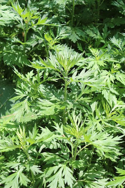 White Mugwort.jpg