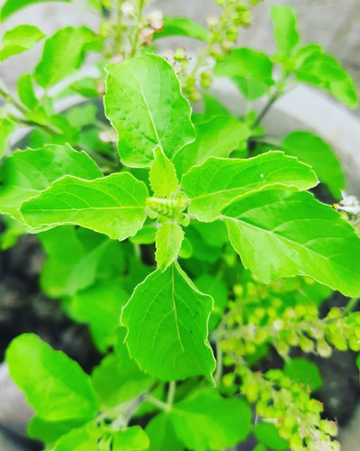 Holy Basil.jpg