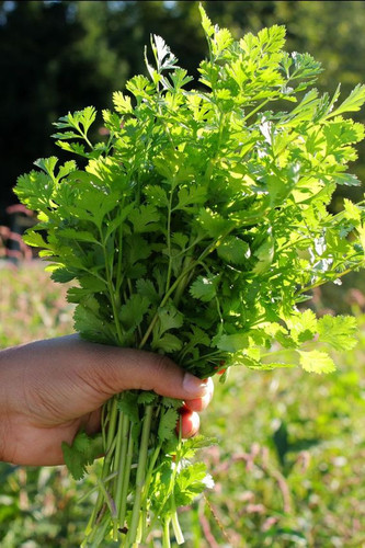 Coriander.jpg