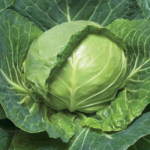 Green cabbage.jpg