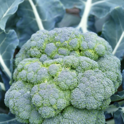 Broccoli (1).png