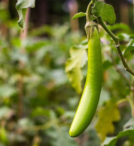 Long eggplant (2).jpg