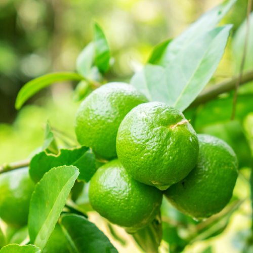 26205391975 1 5 2021 4 23 29.png