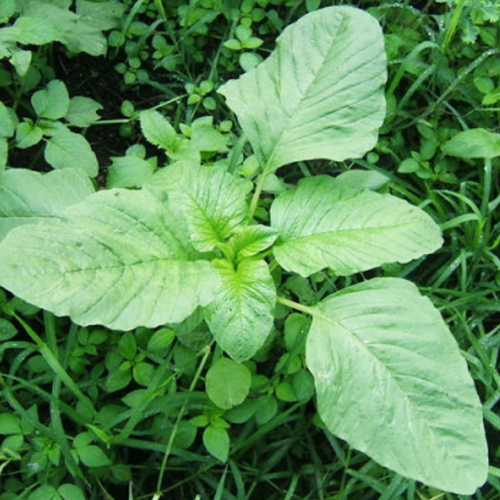 Organic Thai Spinach (2).png