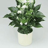 Shop the Best Indoor Plants Online with Plantasia.png