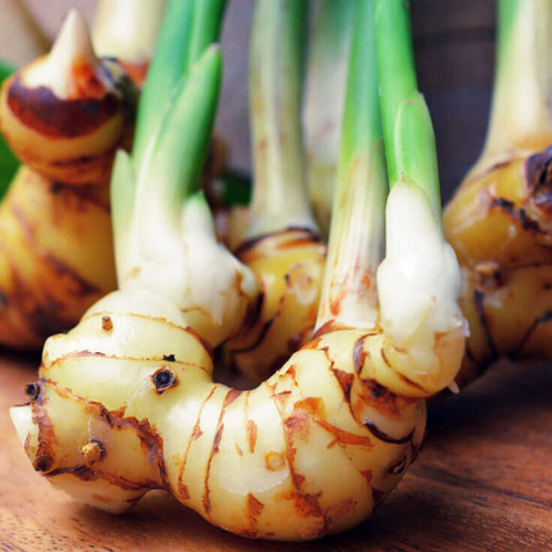 Galangal (1).jpg
