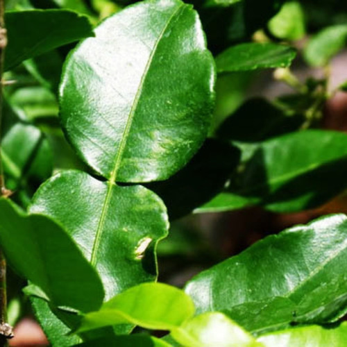Kaffir Leaf.jpg