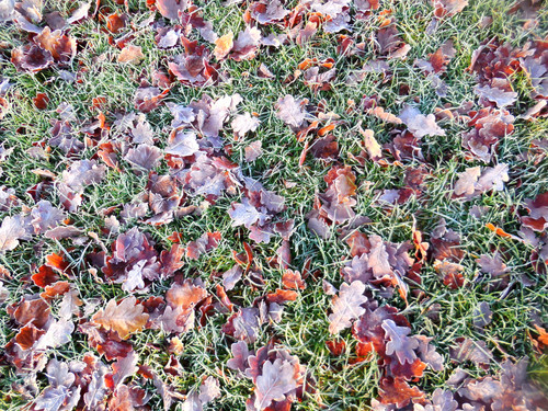 colours -crispy frosty leaves.jpg