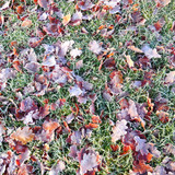 colours -crispy frosty leaves