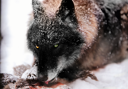 lueneburglina enook0501ina 02 20190317 1488926407.png