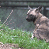 200w (1).gif