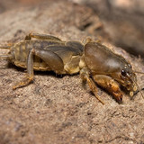 Gryllotalpa sp.