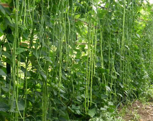 yard long beans.jpg