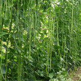yard long beans