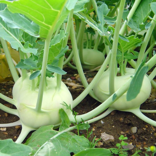 nurseryserve knol khol white