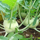 nurseryserve knol khol white