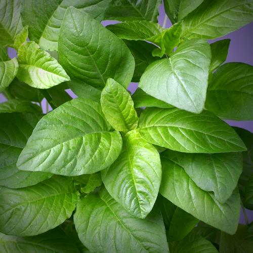Amaranthusgreen 60ab1539 23f7 4ce5 973d df0efb389177 1200x1200.png
