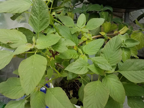 the kalunay plant.jpg
