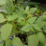 the kalunay plant