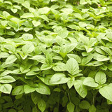 Chaulai Green Amaranth Seeds 1