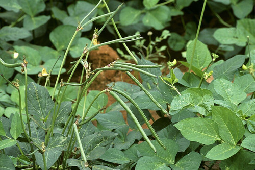 00860608 Cowpea Vigna unguiculata.jpg