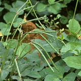 00860608 Cowpea Vigna unguiculata