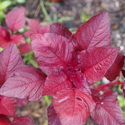 Amaranthus Viridis Red Seeds 1