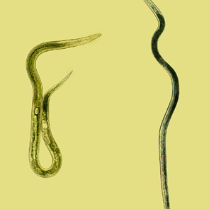 Ditylenchus dipsaci.jpg