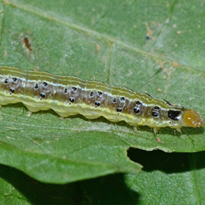 Crocidolomia binotalis.png