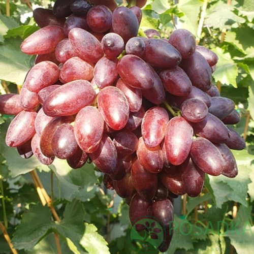 vboj5gnop6kv2uco6s7pnxn55djm3u0j.jpg