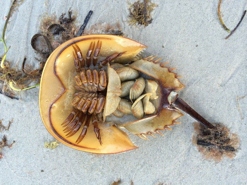 horseshoe crab 589914 1280.jpg