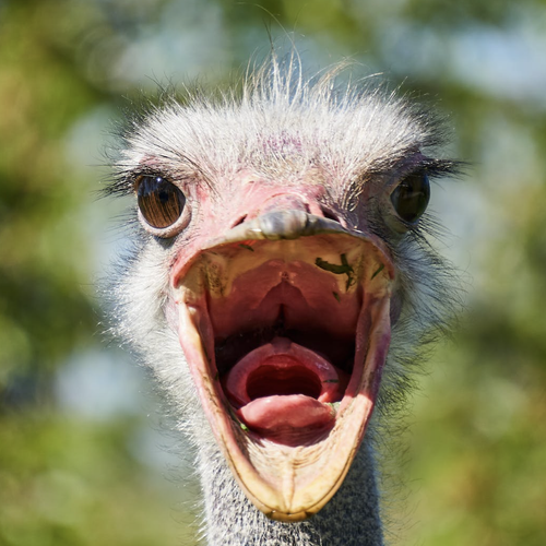 ostrich.png