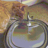 kot3.gif