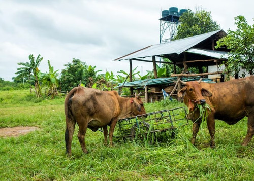 Leading the Way in Beef Farming in South Africa.jpg