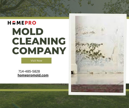 Mold Cleaning Company.jpg