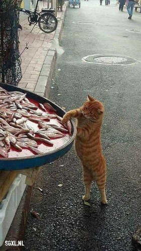 thief.jpg