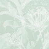 Alocasia.png