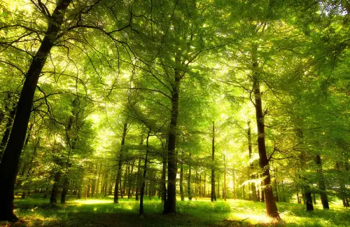 oak tree forest france ls3nx7fq2zqhwll2.webp
