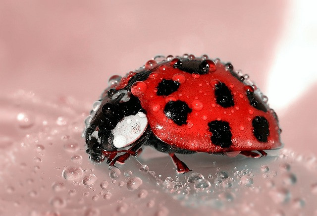 a ladybug