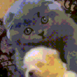 sobakot2.gif