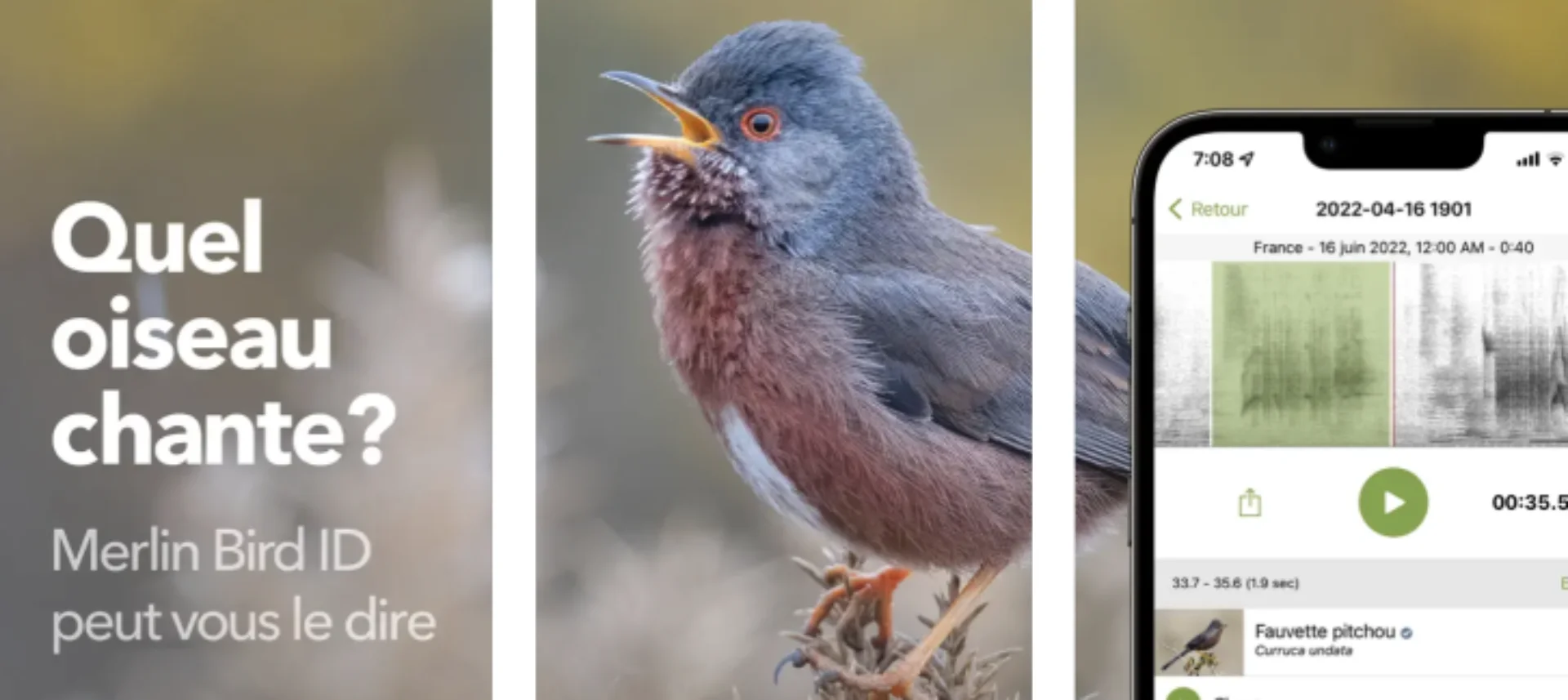 How to Identify Birds Using Merlin Bird ID
