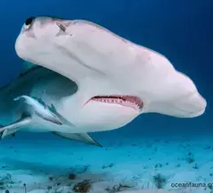 Scalloped Hammerhead Shark~2.png