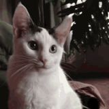 yes cat yes 2.gif